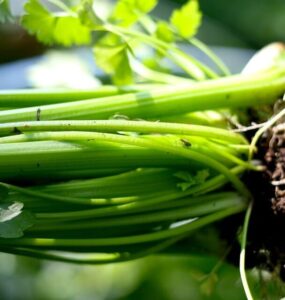 How to Grow Celery at Home (from Seeds and Scraps)