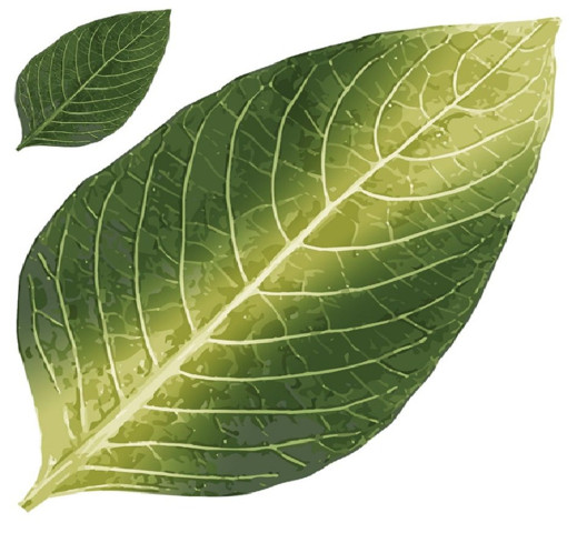 Carbon Dioxide deficiency in plants