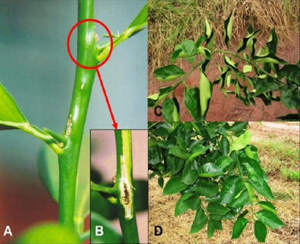 copper deficiency in plants