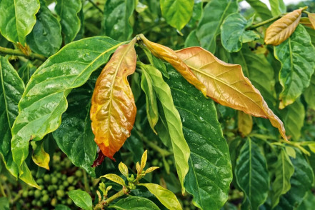 copper deficiency in plants