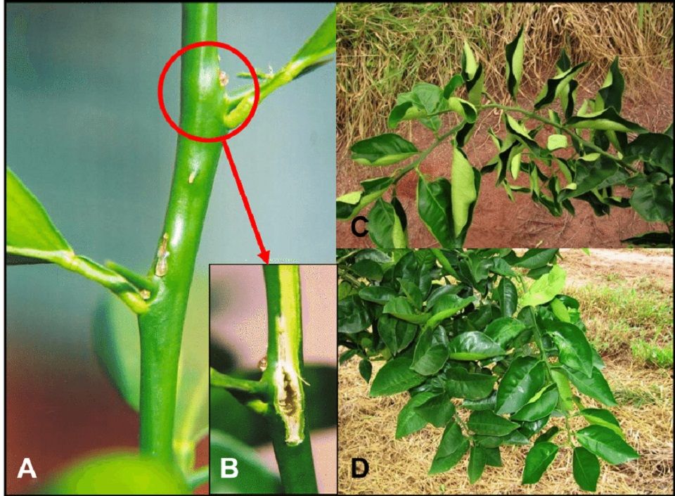copper deficiency in plants