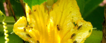 25 Natural Ways to Get Rid of Cucumber Beetles on Plants
