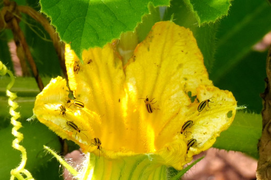 25 Natural Ways to Get Rid of Cucumber Beetles on Plants