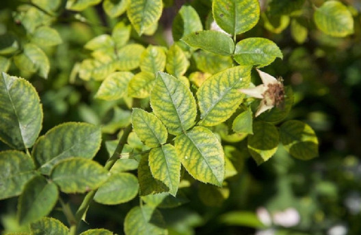 deficiency of Manganese in plants
