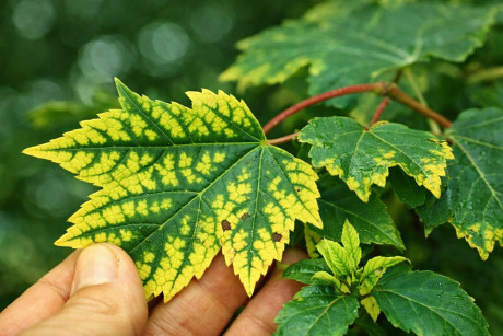 deficiency of Manganese in plants