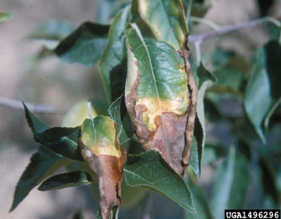 deficiency of boron in plants