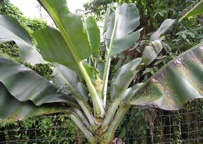 deficiency of boron in plants