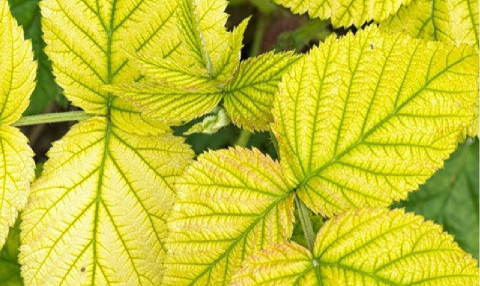 deficiency of iron in plants