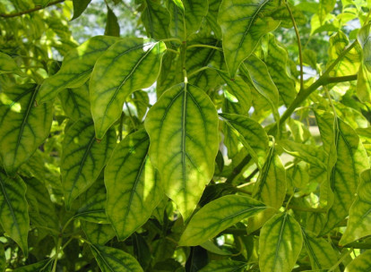 deficiency of iron in plants