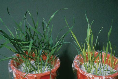 deficiency of sulfur in plants