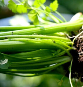 How to Grow Celery at Home (from Seeds and Scraps)