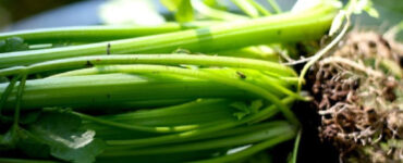 How to Grow Celery at Home (from Seeds and Scraps)