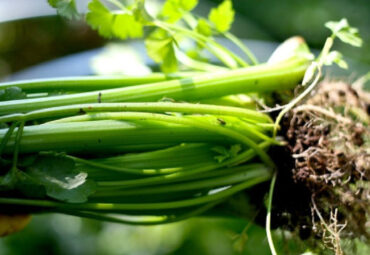 How to Grow Celery at Home (from Seeds and Scraps)
