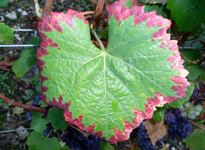 phosphorus deficiency in plants