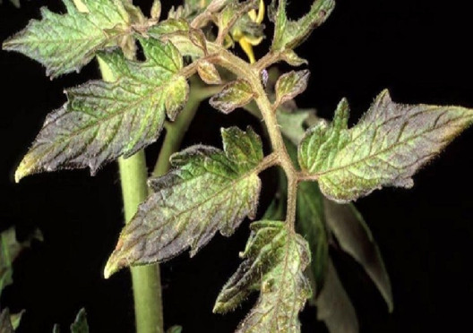 phosphorus deficiency in plants