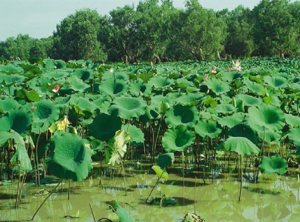 plant with oxygen deficiency