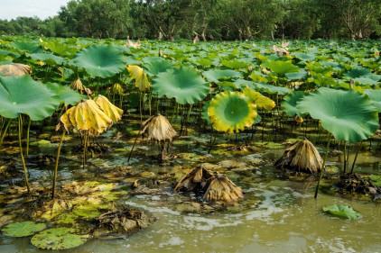 plant with oxygen deficiency