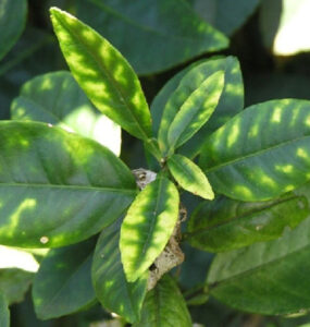 plant with zinc deficiency - Plant Nutrient Deficiencies
