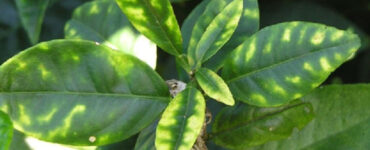 plant with zinc deficiency - Plant Nutrient Deficiencies