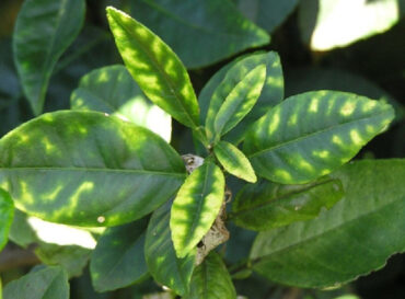 plant with zinc deficiency - Plant Nutrient Deficiencies