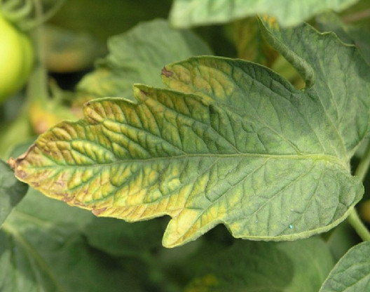 potassium deficiency in plants