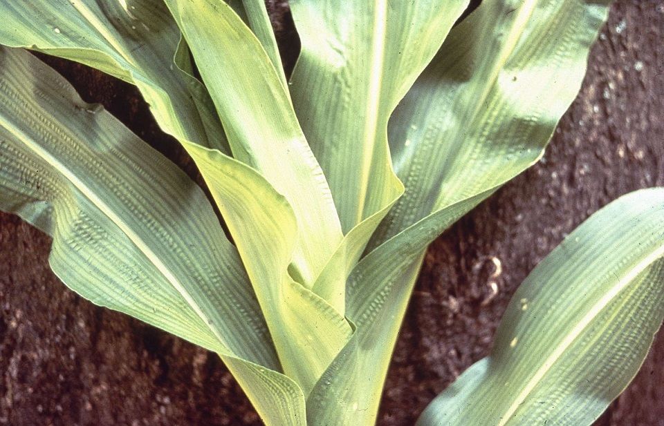 deficiency of sulfur in plants