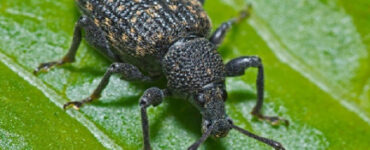 12 Natural Ways to Get Rid of Black Vine Weevil in Garden