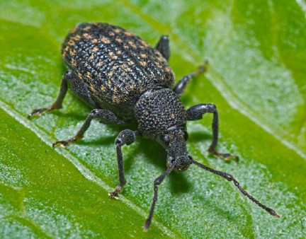 12 Natural Ways to Get Rid of Black Vine Weevil in Garden