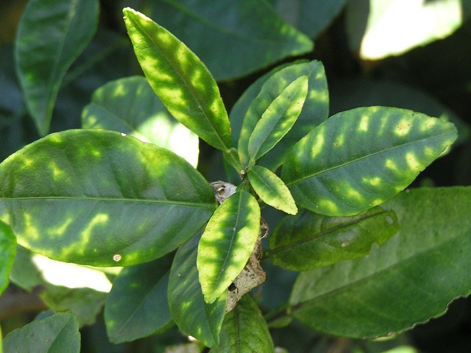 plant with zinc deficiency