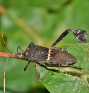 13 Natural Ways to Get Rid of Leaf-Footed Bugs