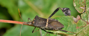 13 Natural Ways to Get Rid of Leaf-Footed Bugs