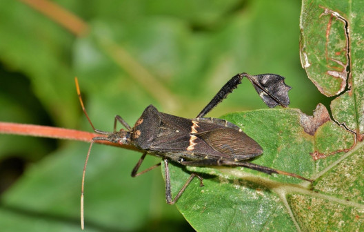 13 Natural Ways to Get Rid of Leaf-Footed Bugs