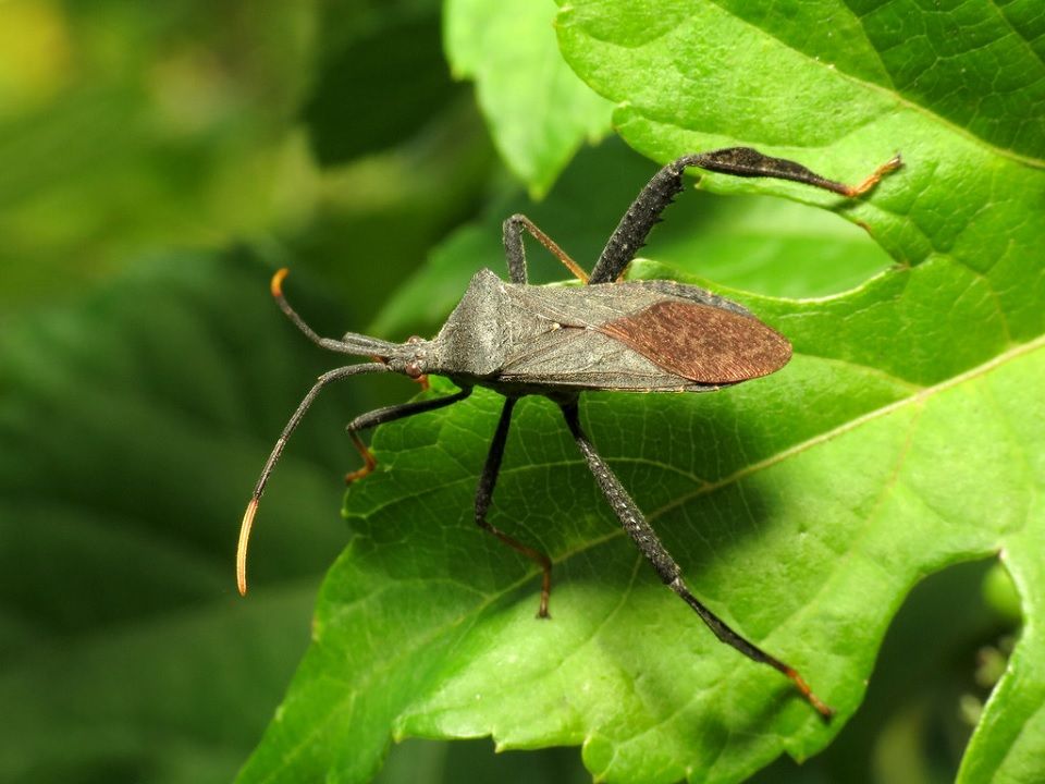 13 Natural Ways to Get Rid of Leaf-Footed Bugs (Leptoglossus)