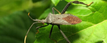 13 Natural Ways to Get Rid of Leaf-Footed Bugs