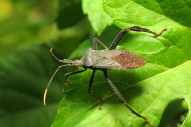 13 Natural Ways to Get Rid of Leaf-Footed Bugs