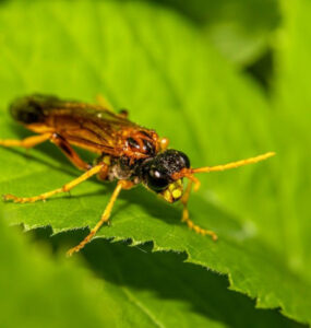 13 Natural Ways to Get Rid of Sawflies