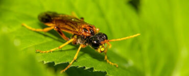 13 Natural Ways to Get Rid of Sawflies