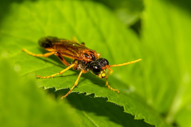 13 Natural Ways to Get Rid of Sawflies