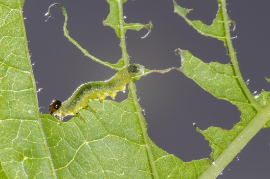 Sawfly Larvae - 13 Natural Ways to Get Rid of Sawflies