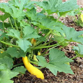 Good and Bad Squash Companion Plants