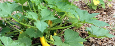 Good and Bad Squash Companion Plants