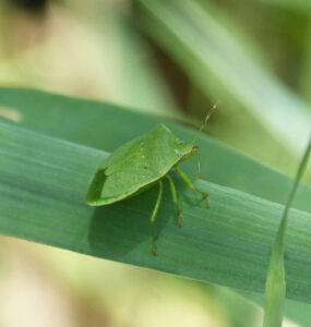 17 Natural Ways to Get Rid of Stink Bugs in the Garden