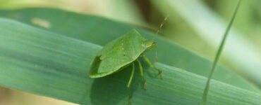 17 Natural Ways to Get Rid of Stink Bugs in the Garden