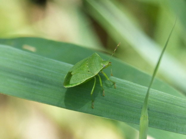 17 Natural Ways to Get Rid of Stink Bugs in the Garden