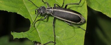 10 Natural Ways to Get Rid of Blister Beetles in Garden