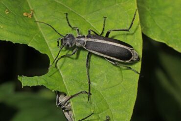 10 Natural Ways to Get Rid of Blister Beetles in Garden