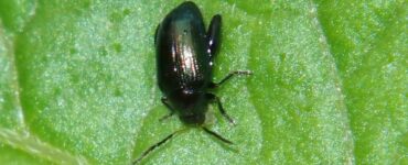 15 Natural Ways to Get Rid of Flea Beetles on Plants