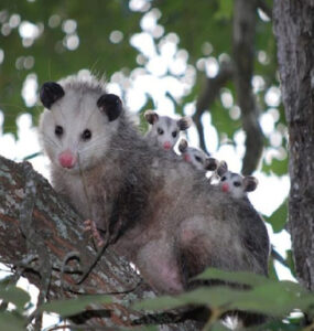 Opossum Facts and Garden Benefits