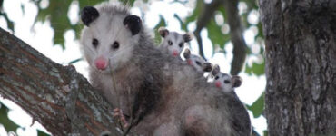 Opossum Facts and Garden Benefits