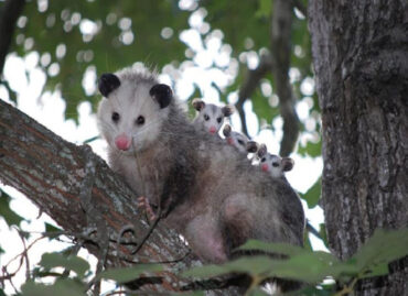 Opossum Facts and Garden Benefits